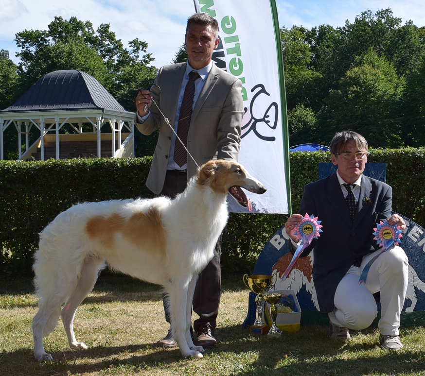 Best In Show-puppy at the National Specialty 2017, and BIS-2 Puppy at Skokloster Summer Show!